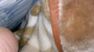 Vagabundo ruivo indi ...
